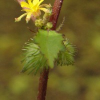 Triumfetta pentandra A.Rich.